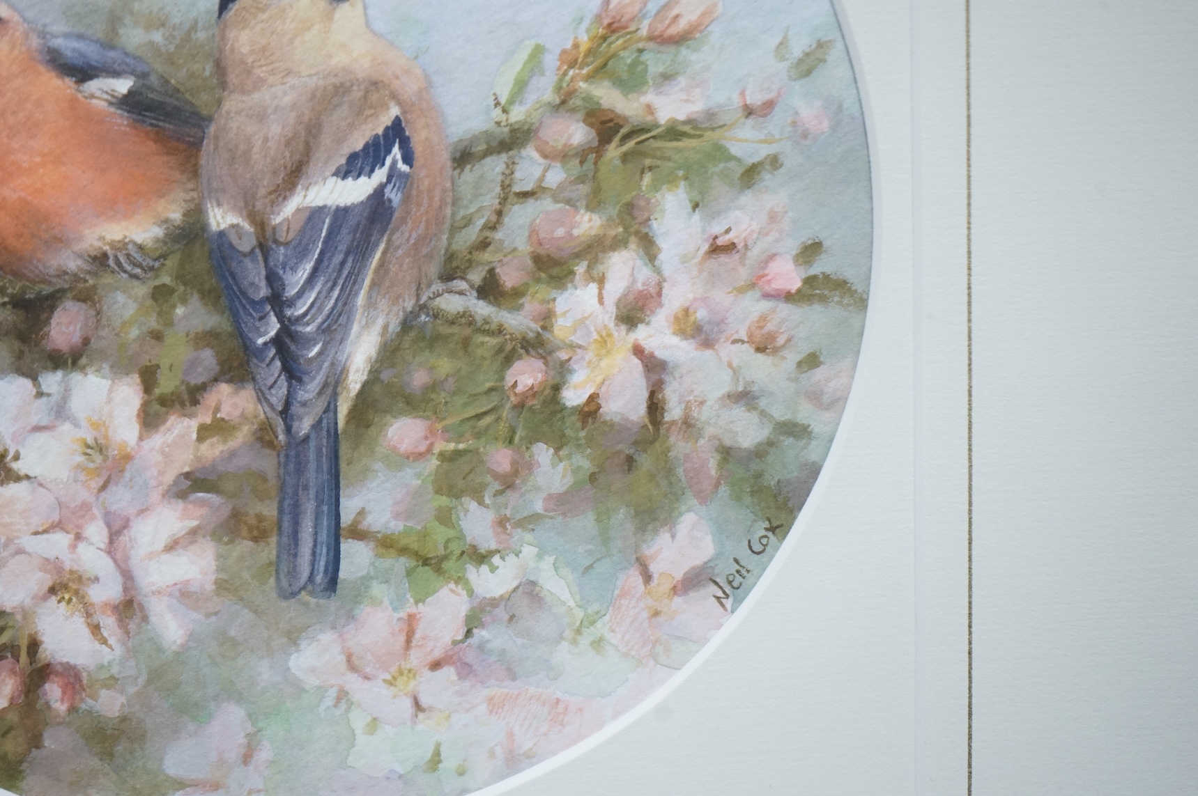 Neil Cox (b.1955), ‘Bull finches’ and ‘Great tits’, signed, pair of watercolours, tondo, 22cm